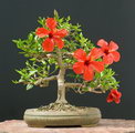 Hibiscus Rosa Bonsai